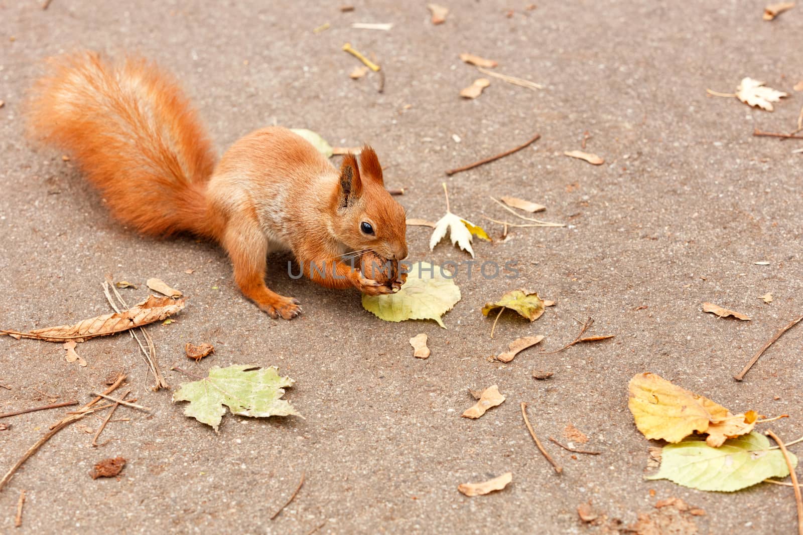 Red squirrel nibbles a walnut in the autumn. by Sergii