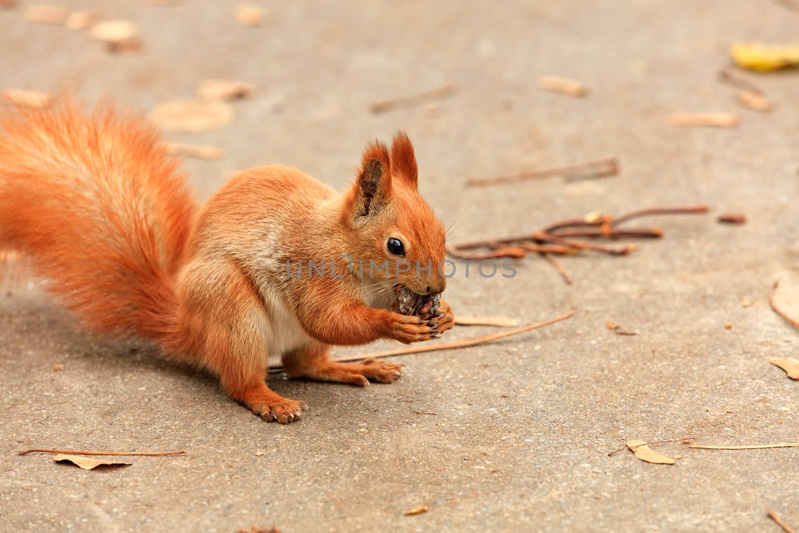 Portrait of an orange squirrel who found a walnut and nibbles it. by Sergii