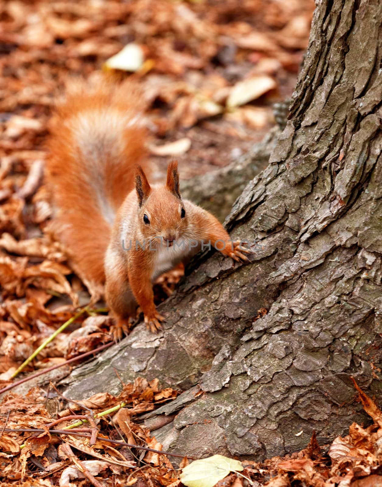 Red fluffy squirrel merging with the background of autumn fallen leaves in the forest, looks at us curiously from behind a tree.