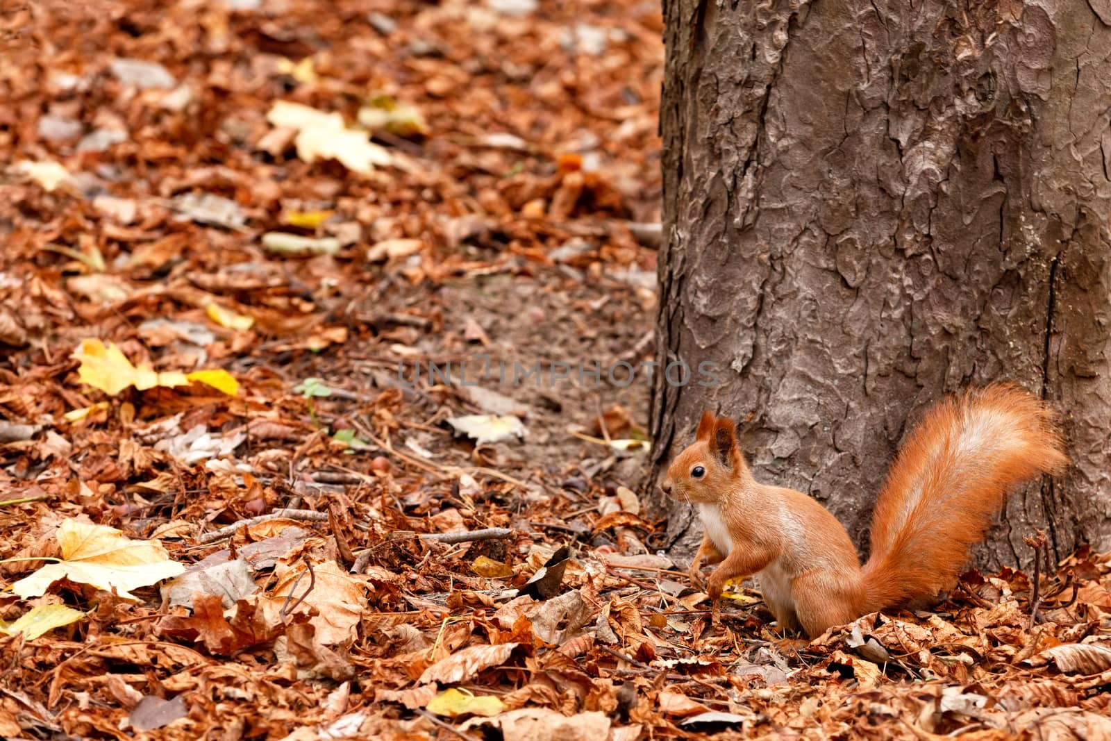 Portrait of an orange fluffy squirrel against the background of fallen leaves in the forest, who carefully listens to the surroundings.
