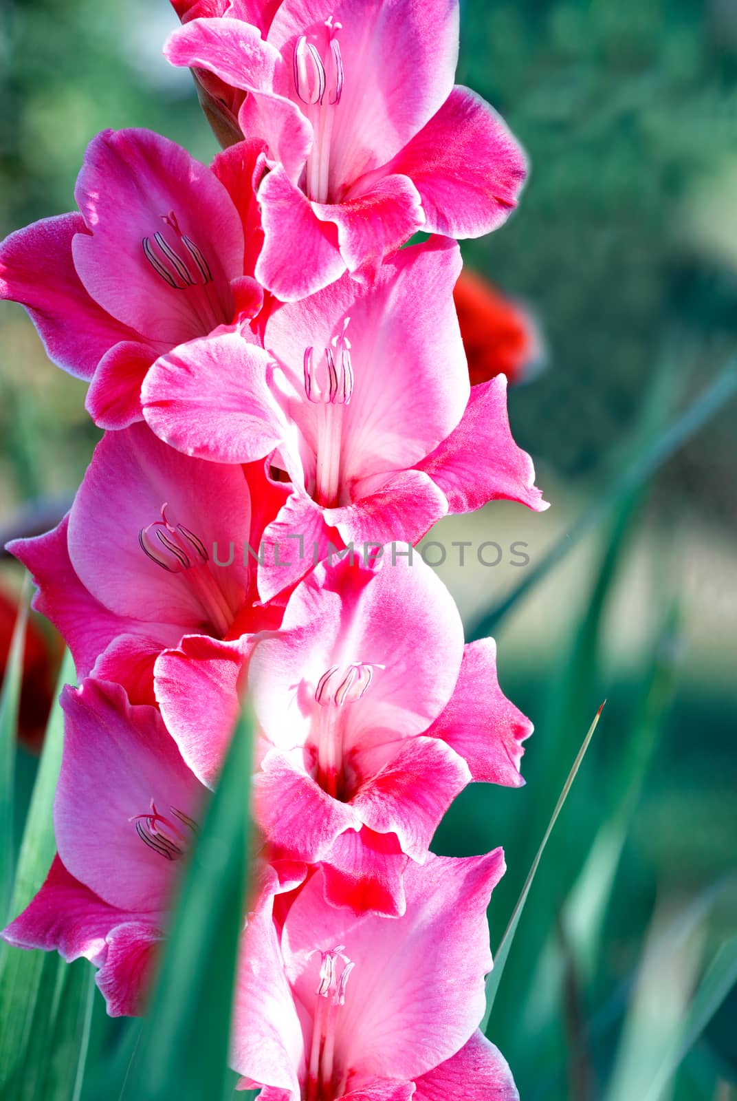 Delicate pink-red gladioli with velvet petals in the rays of soft sunlight bloom in the garden against a background of green leaves, vertical image.