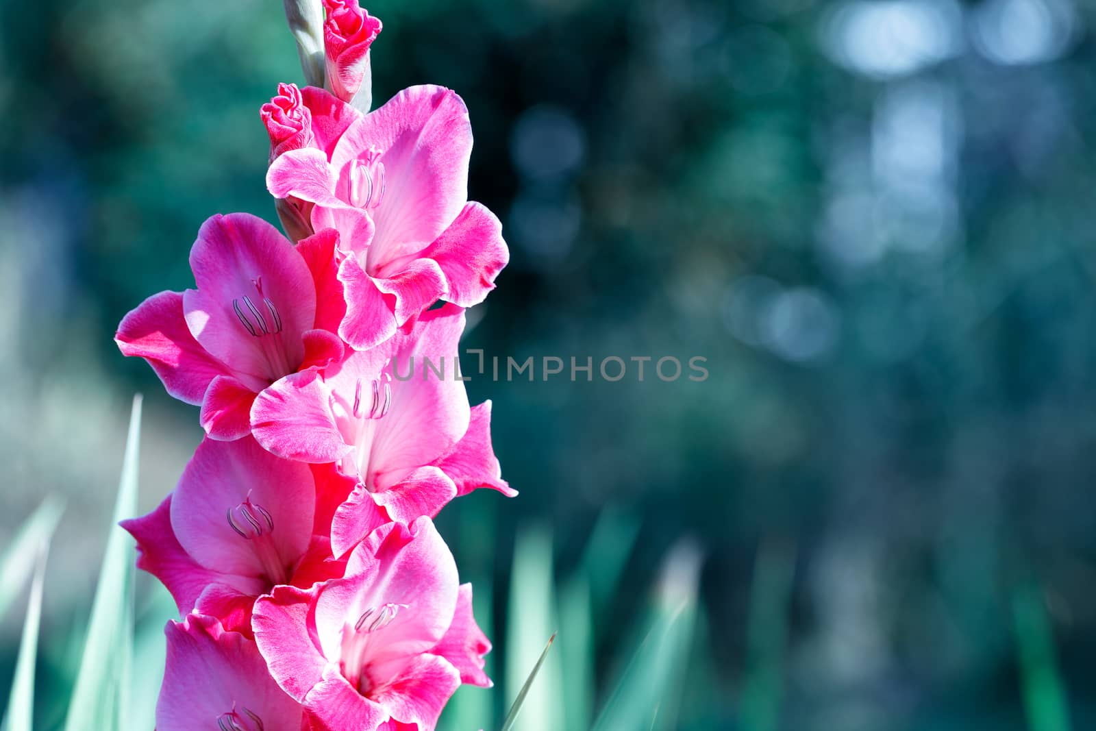 Delicate pink-red gladioli with velvet petals in the rays of soft sunlight bloom in the garden against a background of green leaves, image with copy space.
