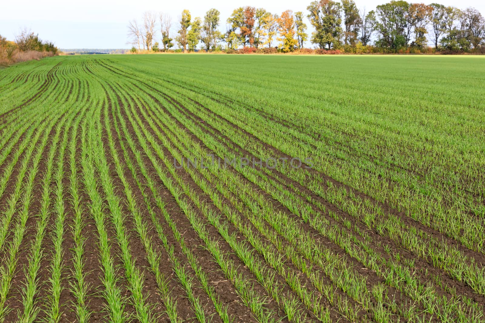 Sprouts of winter wheat grew in an endless field in long smooth and light green rows in close-up.