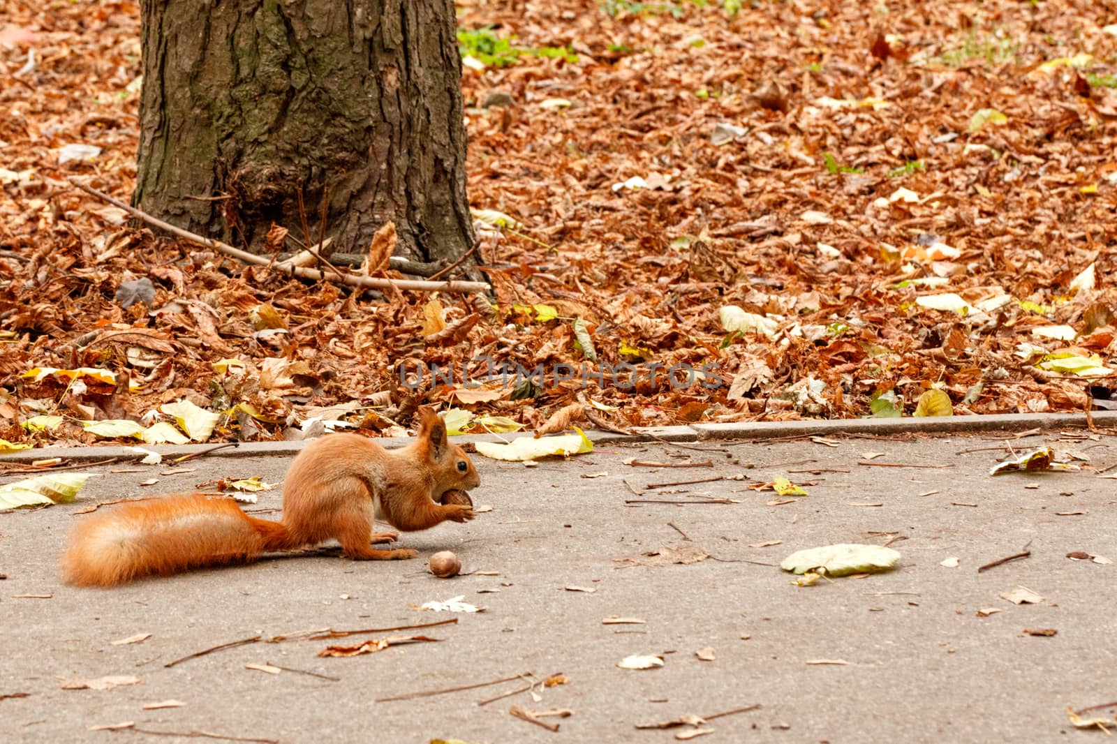 A fluffy orange squirrel found a walnut that it holds in its paws and nibbles on an autumn asphalt path in an autumn park. Close-up image with copy space.