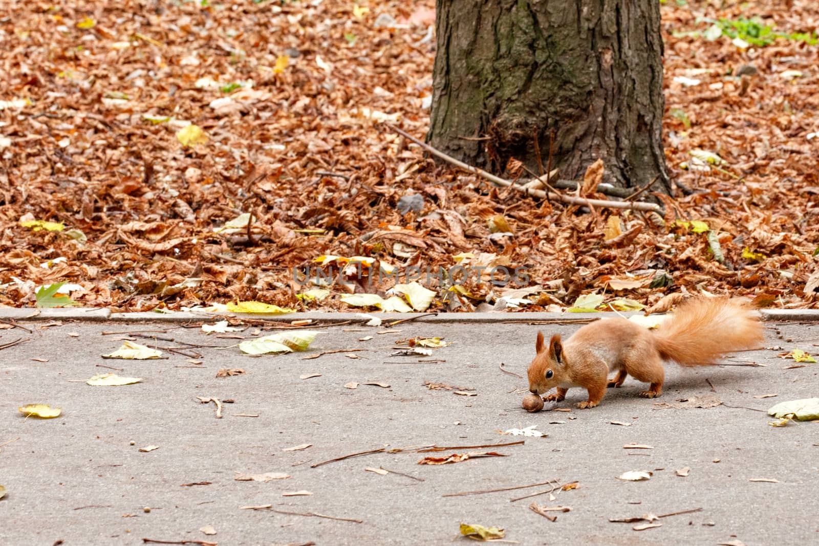 Fluffy orange squirrel walks a walnut on an autumn asphalt path in an autumn park. Close up image with copy space.