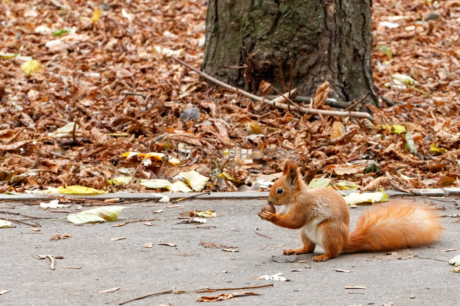 A fluffy orange squirrel found a walnut that it holds in its paws on an autumn asphalt path in an autumn park. Close-up image with copy space.