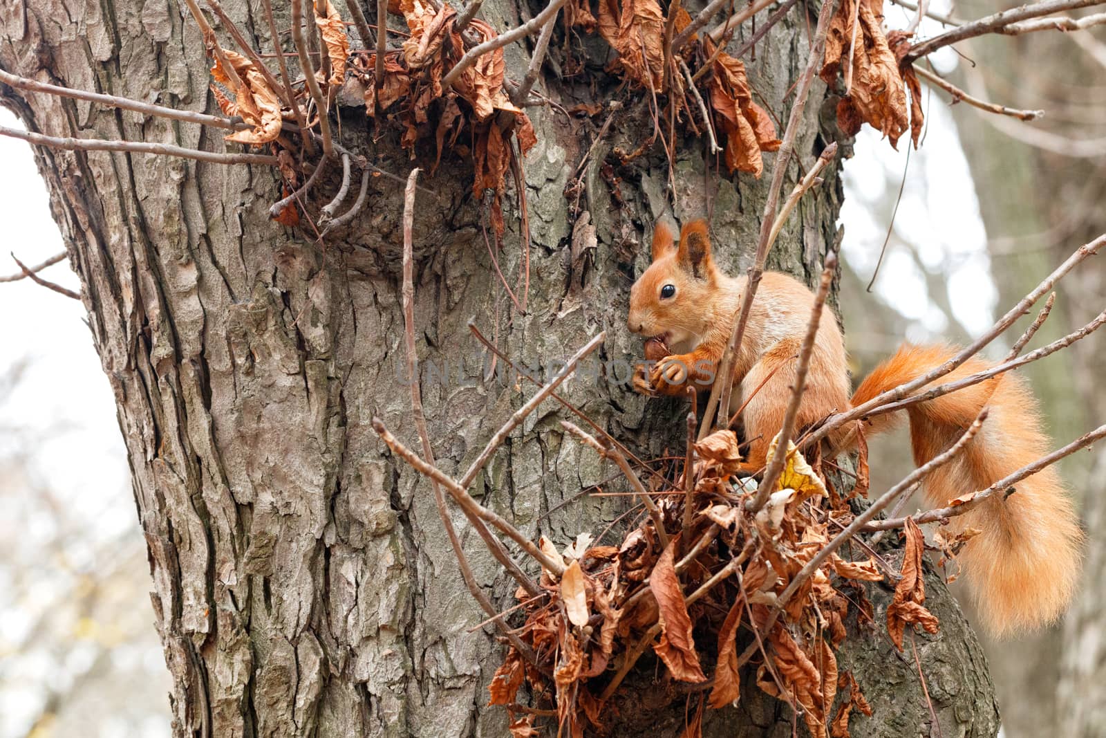 A small orange squirrel sits on a tree in the autumn in the park and nibbles a walnut. by Sergii