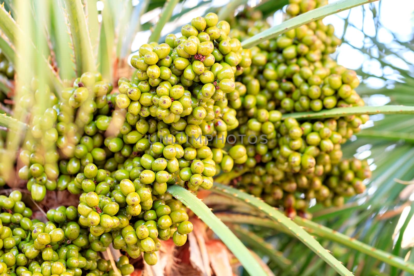 Fruits of green dates grow on a palm tree in the morning light closeup, background in blur with copy space.