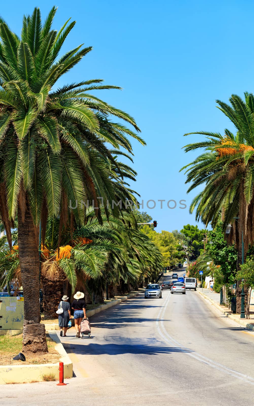 Date palms with fiery orange fruits grow along the roadway, forming a beautiful alley, cars drive along the road, visiting tourists walk and violating the rules of the road in Loutraki, Greece, image with copy space.