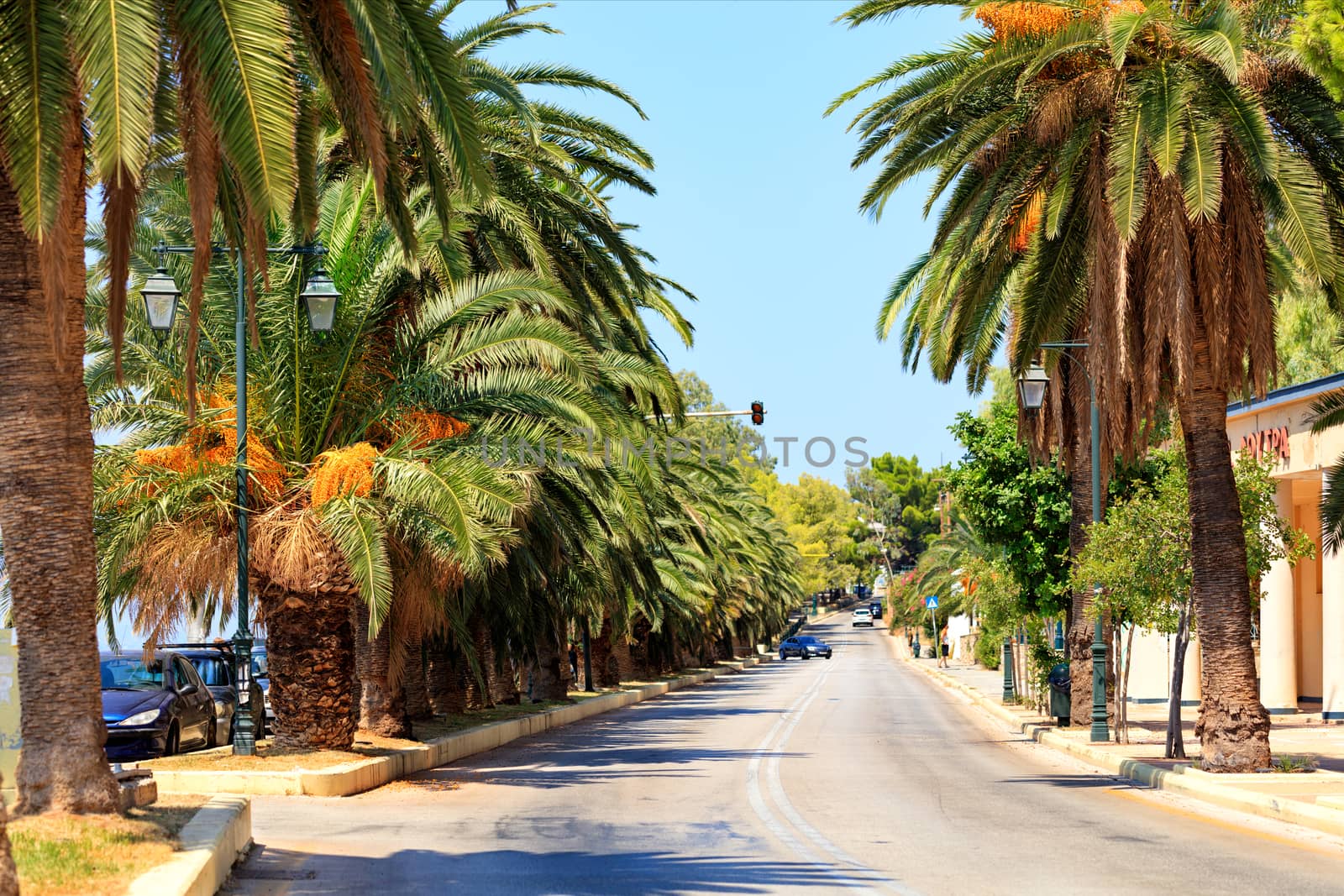 Date palm trees with fiery red fruits grow along the carriageway and give a dense shadow on a clear sunny day in the city of Loutraki, Greece, image with copy space.