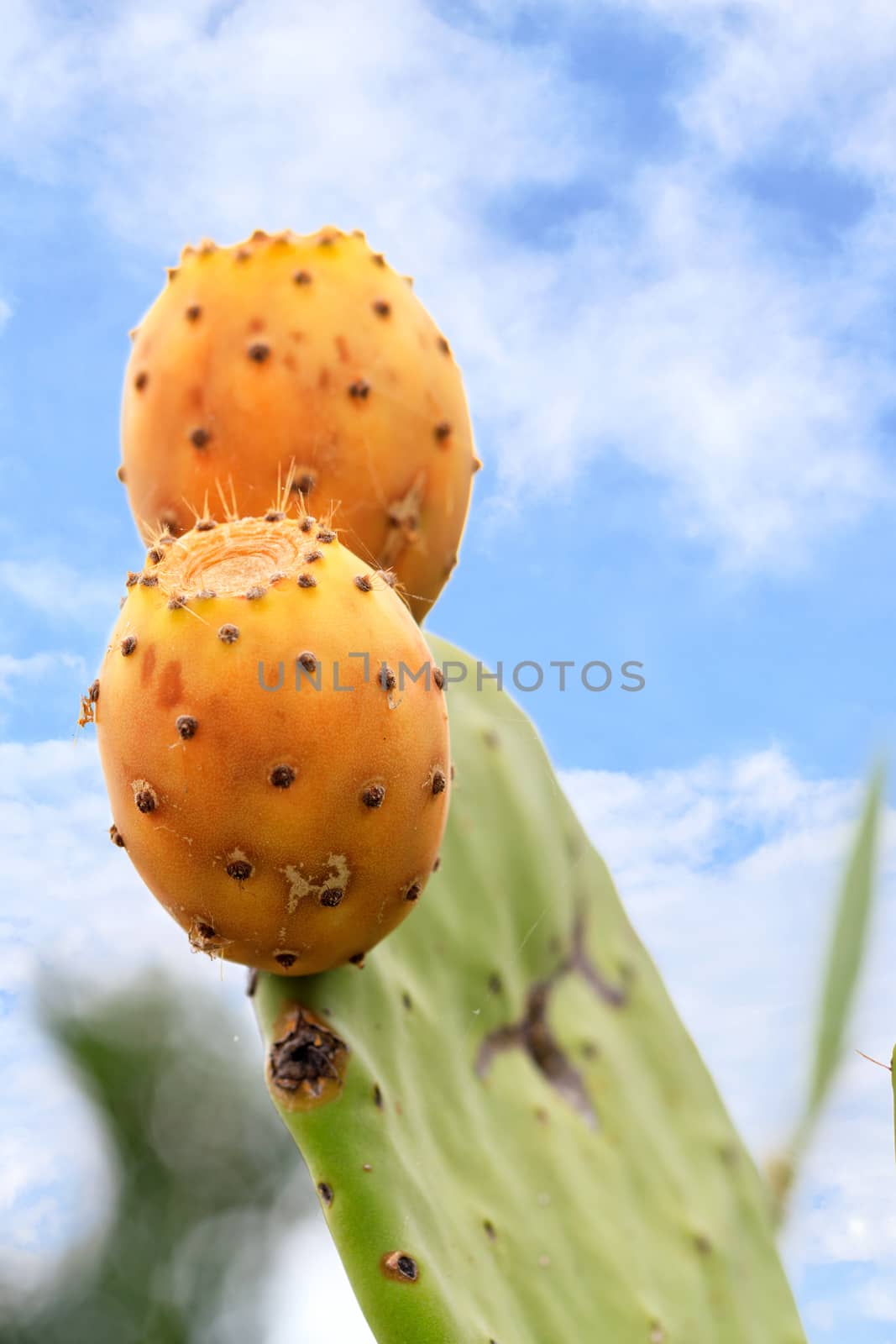 Fresh orange-colored ripe fruits of a sweet cactus on a branch against a background of lush spiny green branches and a blue slightly cloudy sky, closeup, vertical image, image with copy space.