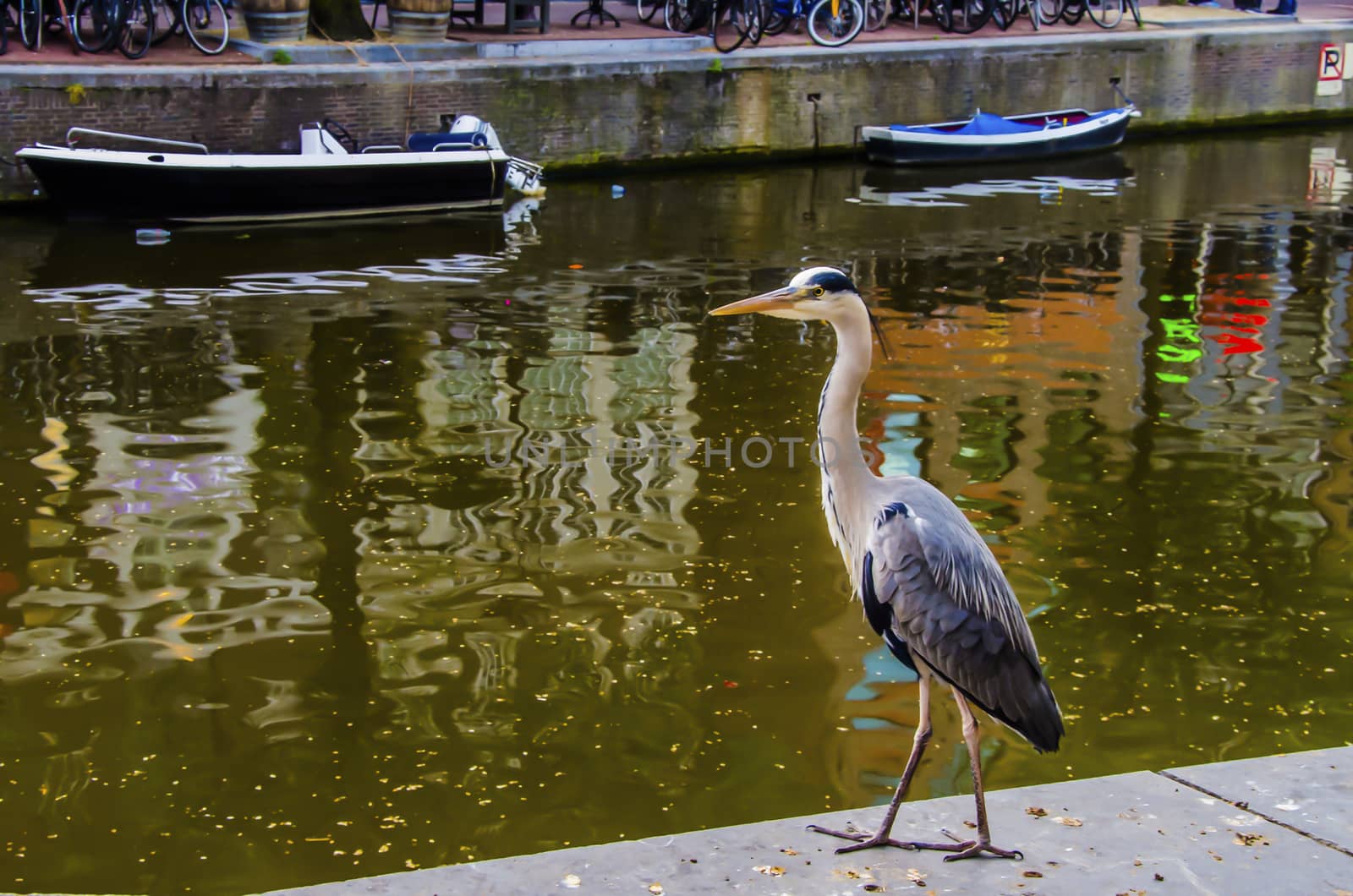 Garza walking among people on a canal in a Dutch city