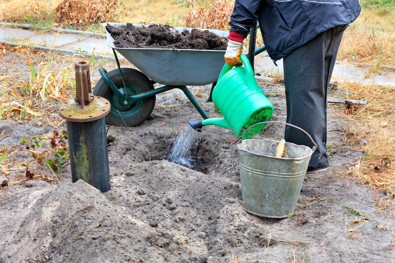 The farmer pours water from a plastic watering can to a place for planting a rose bush, a garden wheelbarrow with soil and peat is used on a personal plot. by Sergii