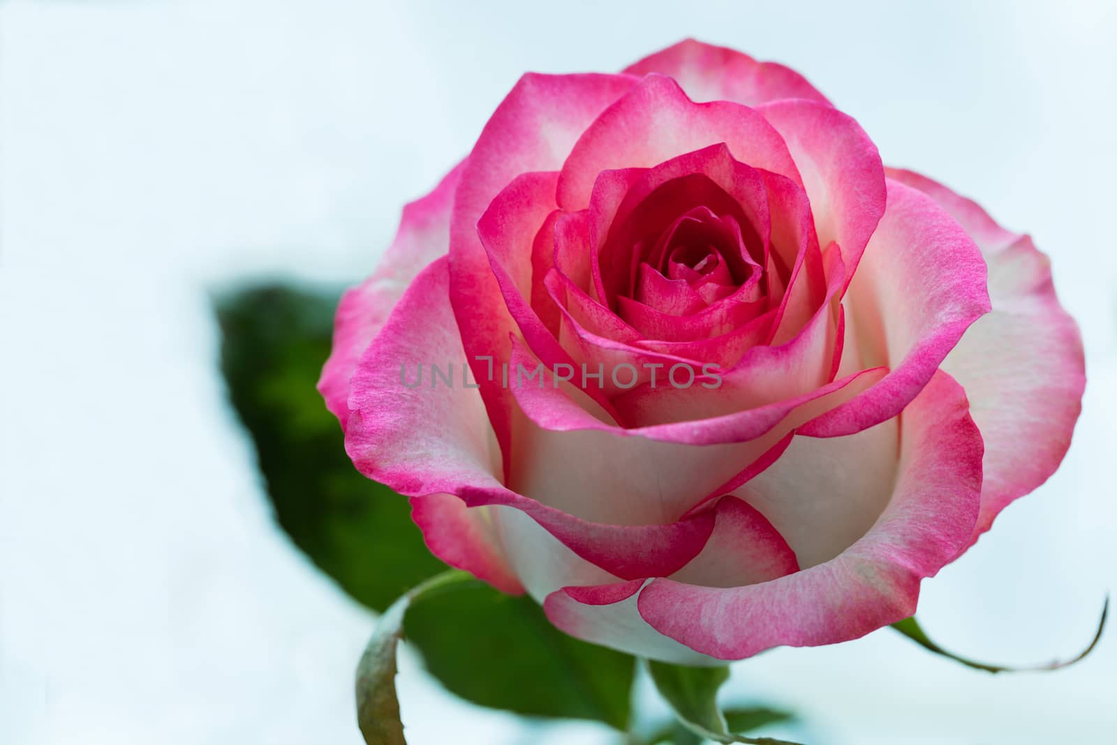 Beautiful blossom pink rose with leaves on a light blue background.