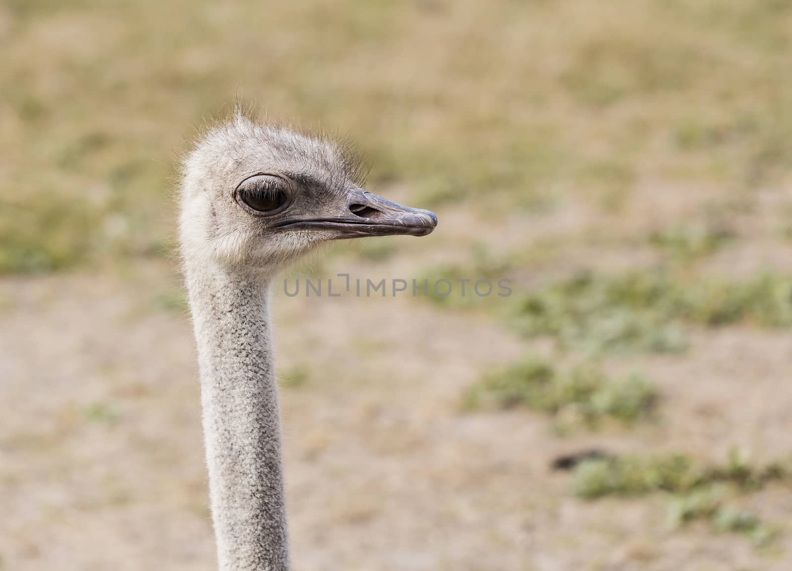 Head of an ostrich close-up outdoors. The ostrich on the farm looks curiously into the distance