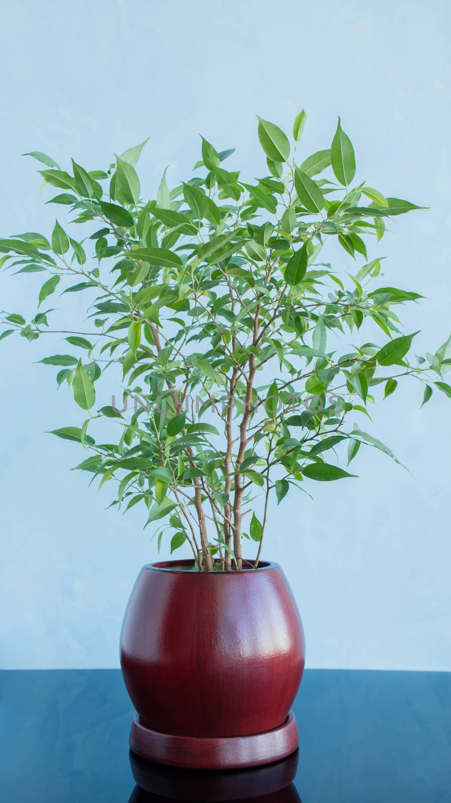 Decorative green tree in a clay brown pot against a blue background. Reflection on a glossy surface.