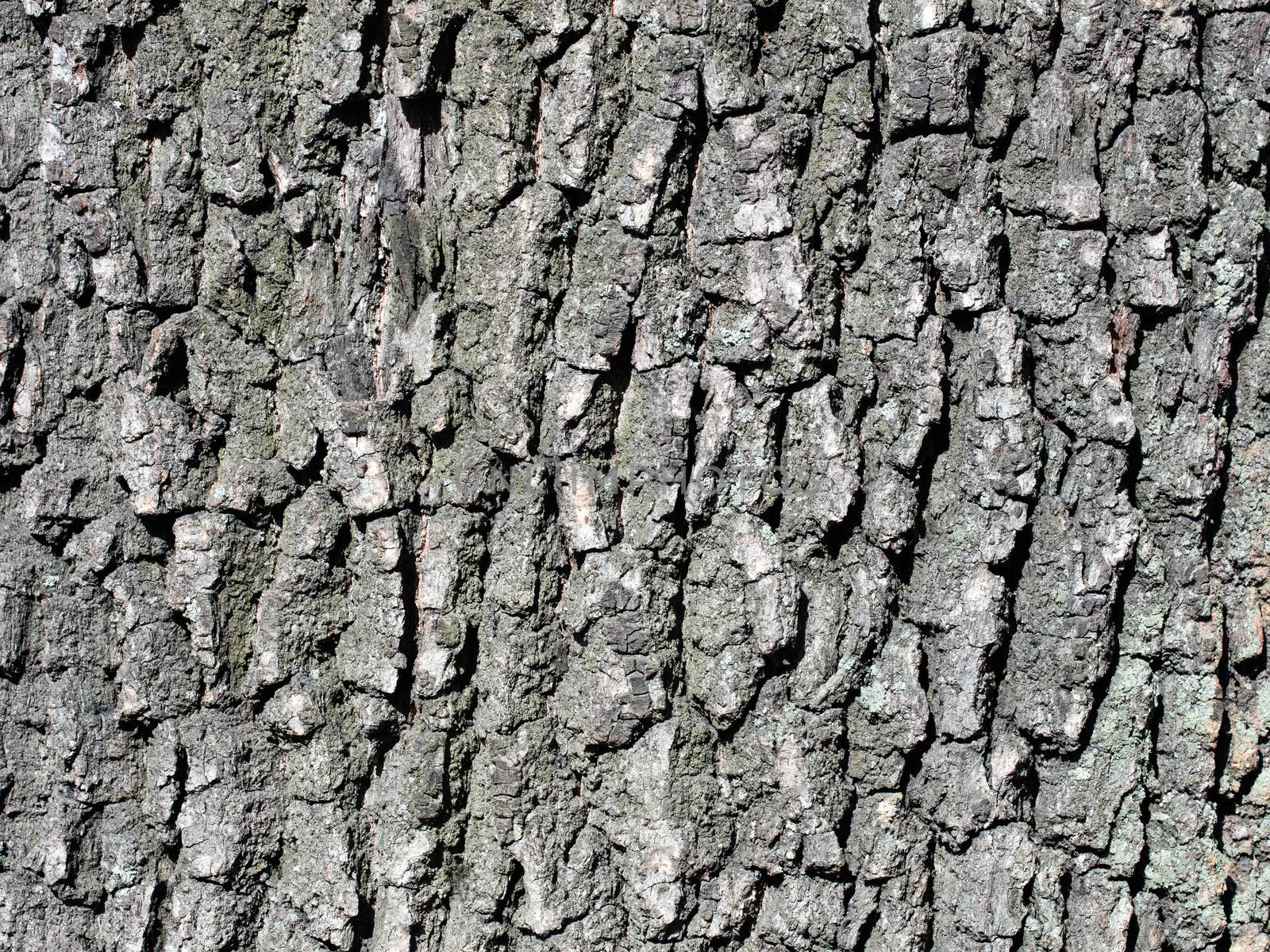oak bark tree background close up shot of detail by Sergii
