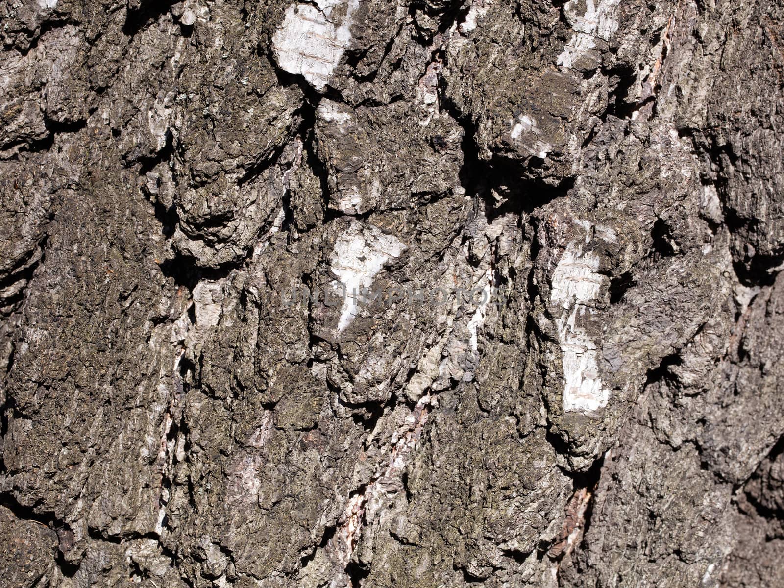 Background pattern with texture of bark old birch.