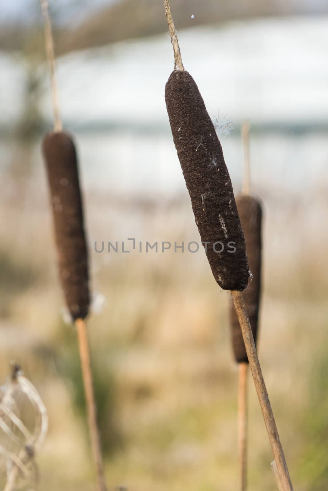 Bullrush Reed Plants growing on the edge of a pond UK