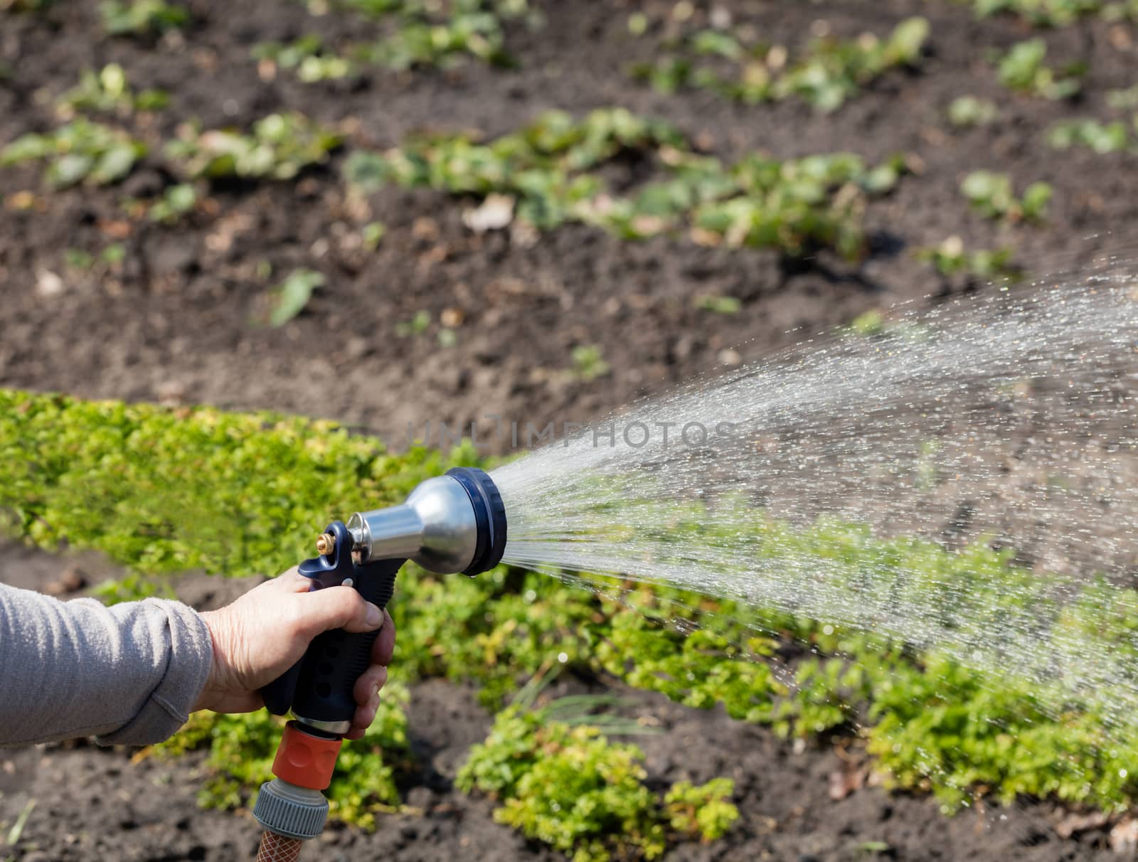 The gardener holds an irrigation hose and spray water in the garden. by Sergii