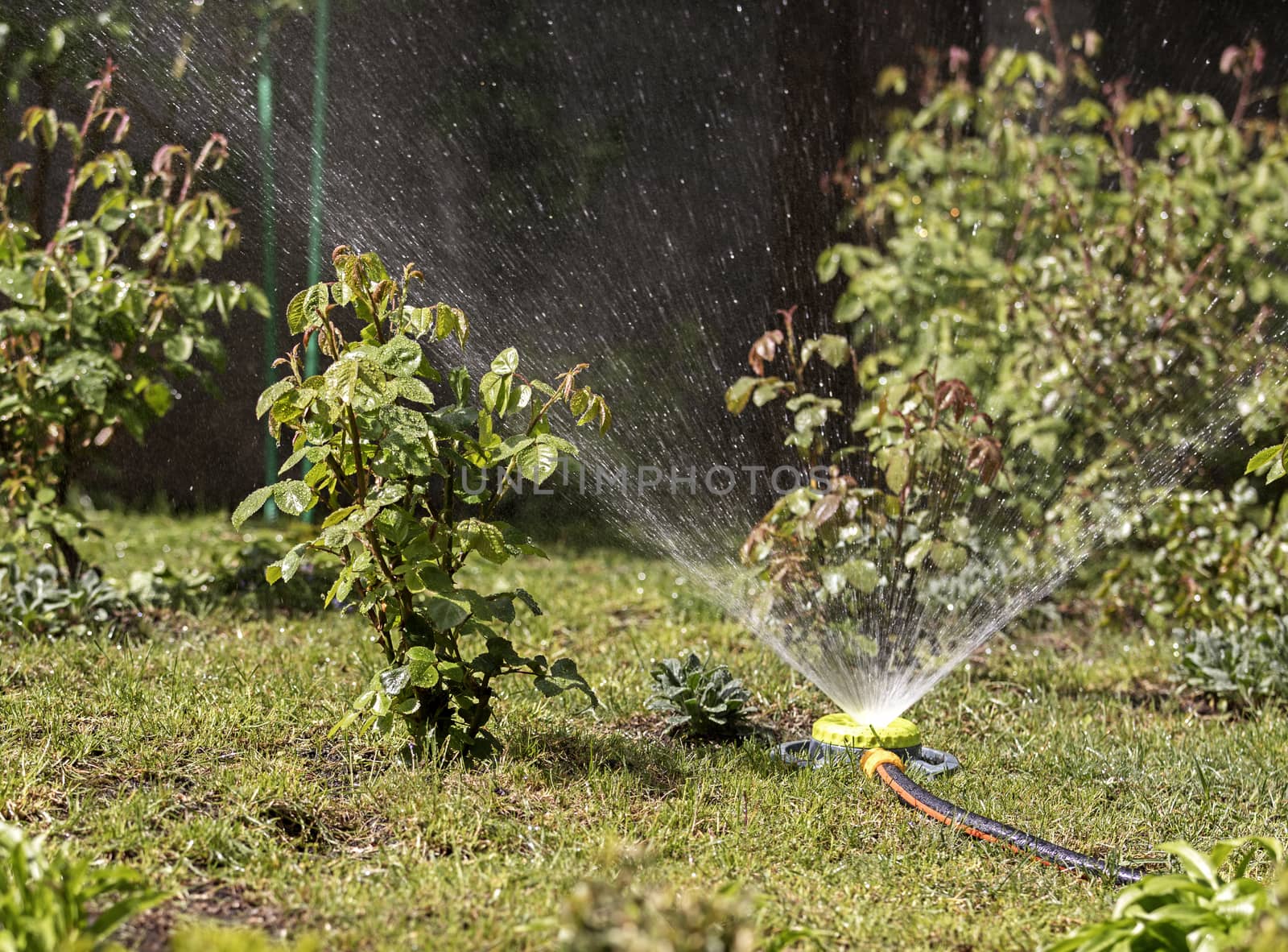 Sprayer portable in the garden watering lawn grass and bushes