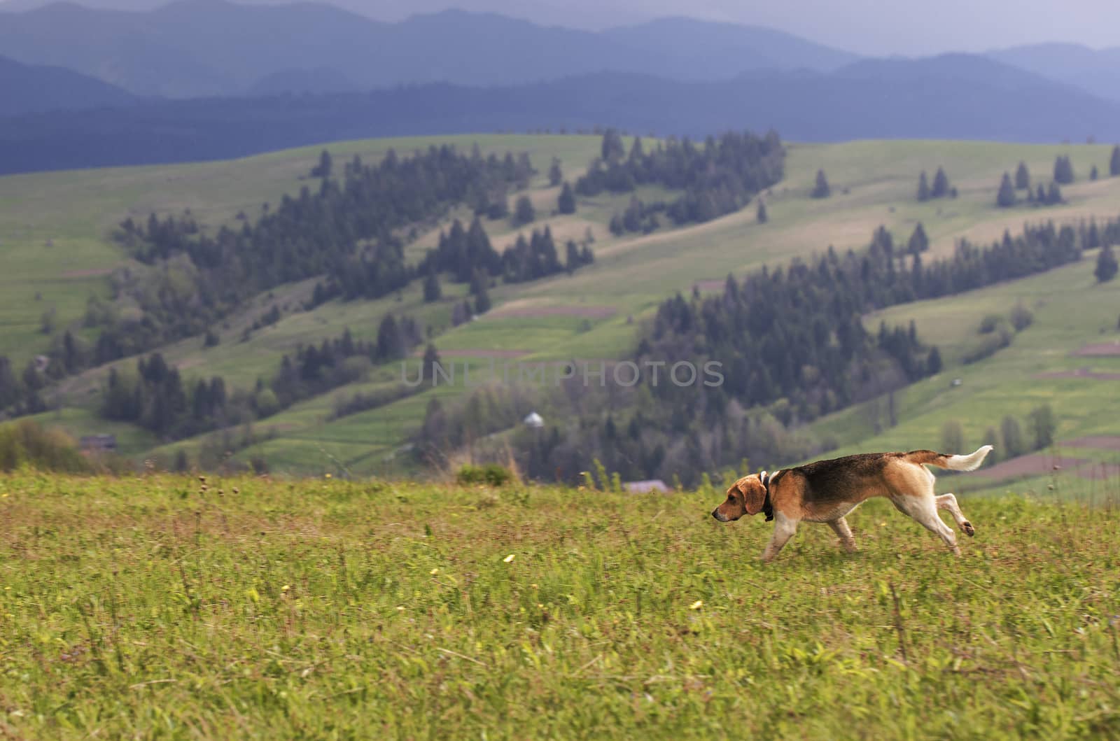 Hunting dog runs along the mountainside against the backdrop of the carpathian mountain scenery