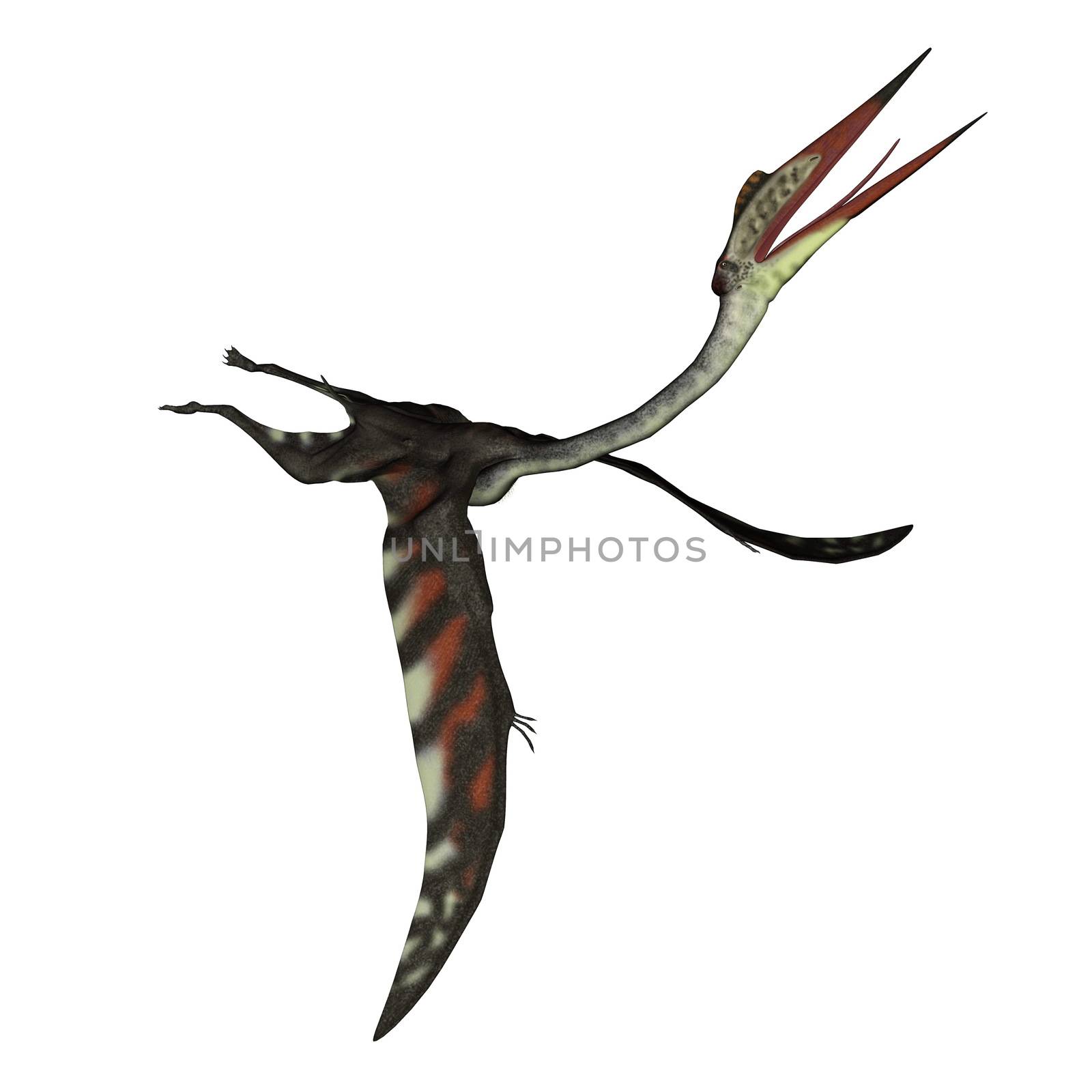 Quetzalcoatlus flying head up isolated in white background - 3D render