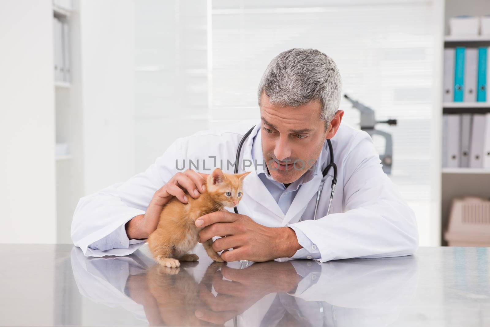 Veterinarian examining a little cat in medical office 