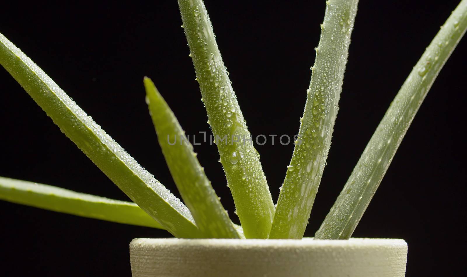 Close up Aloe Vera plant in a pot with water droplets on the leaves on black background. Natural organic renewal cosmetics, alternative medicine. Skin care concept.