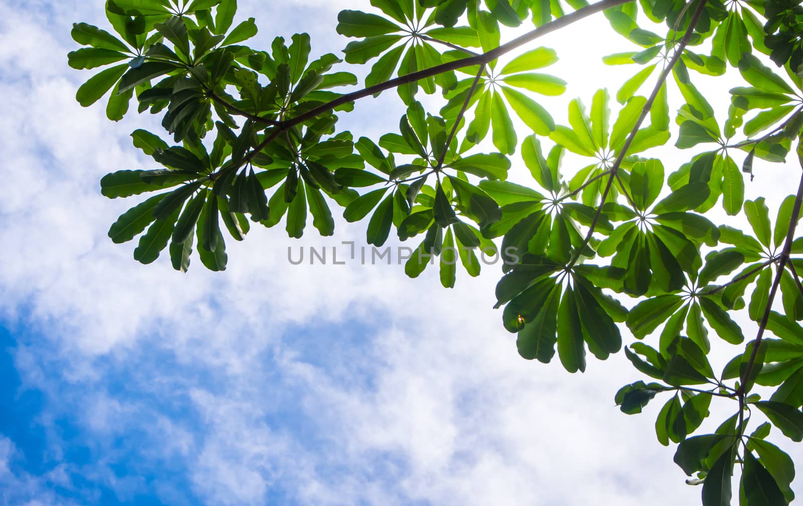 View up to the sky under the tree