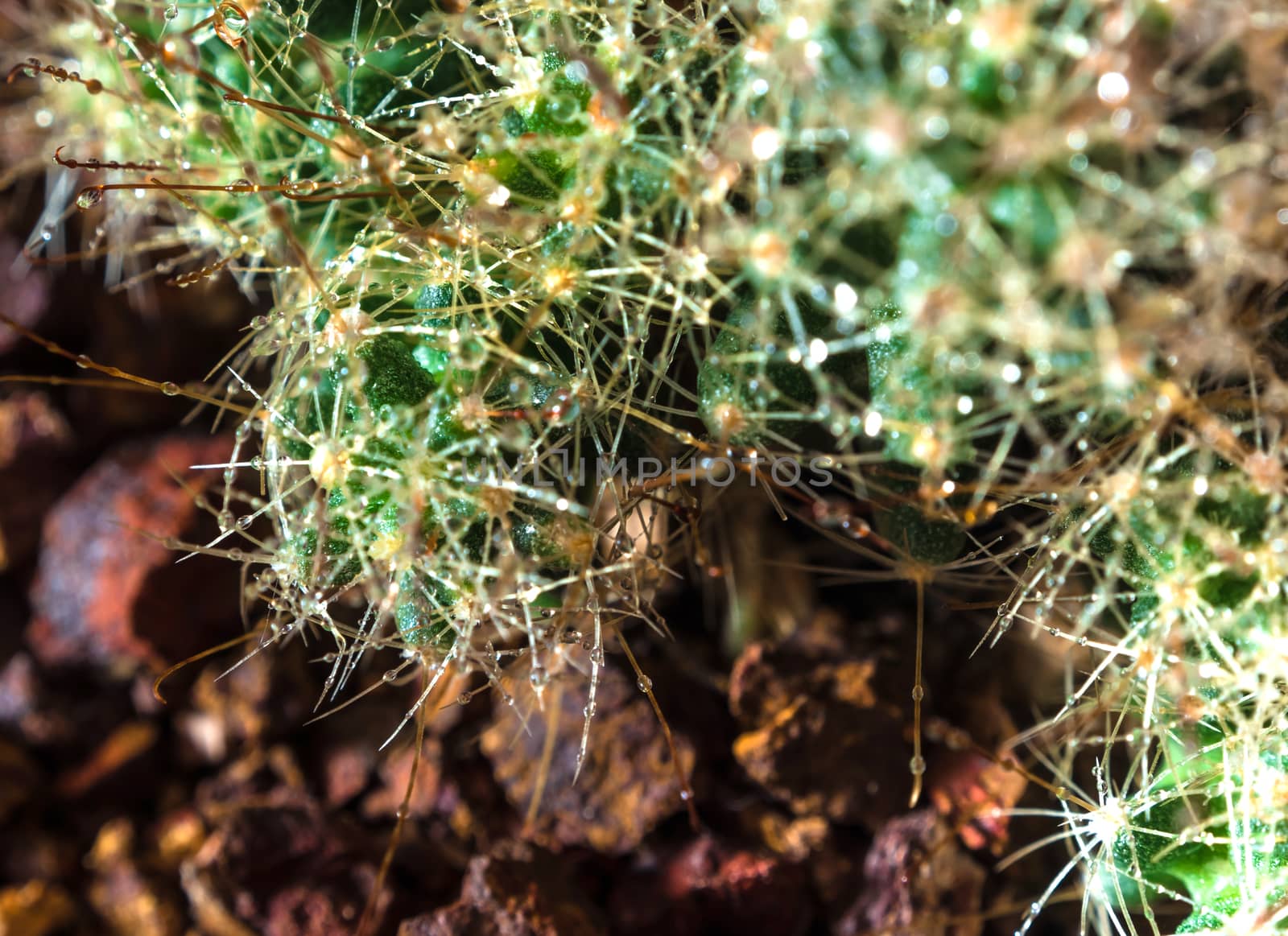 Clump of Thorn hook Mammillaria cactus species in black background