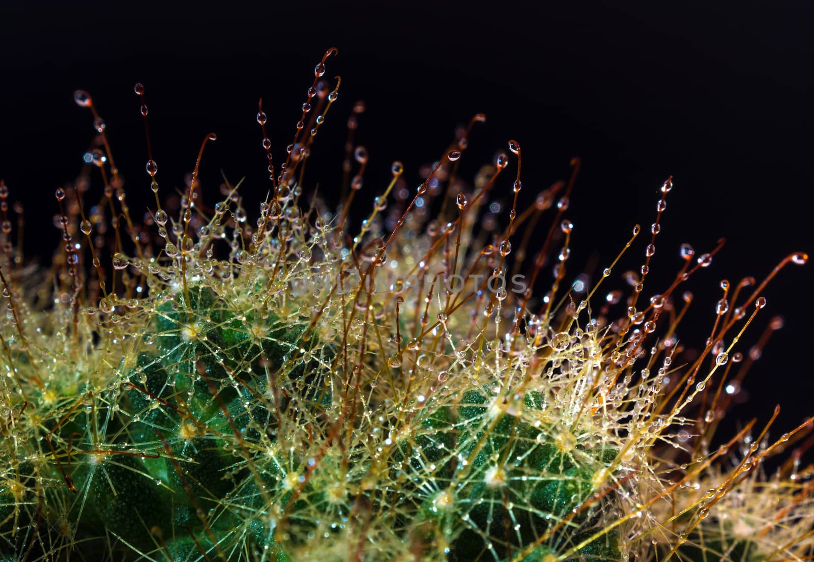 Clump of Thorn hook Mammillaria cactus species in black background