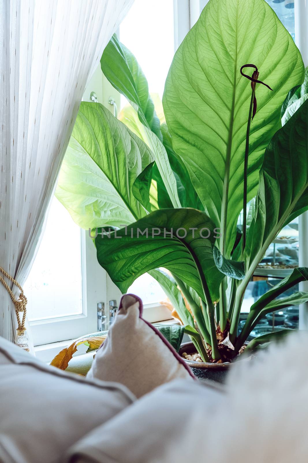 Big green leafs in elegant living room interior, Living room decorated with trees