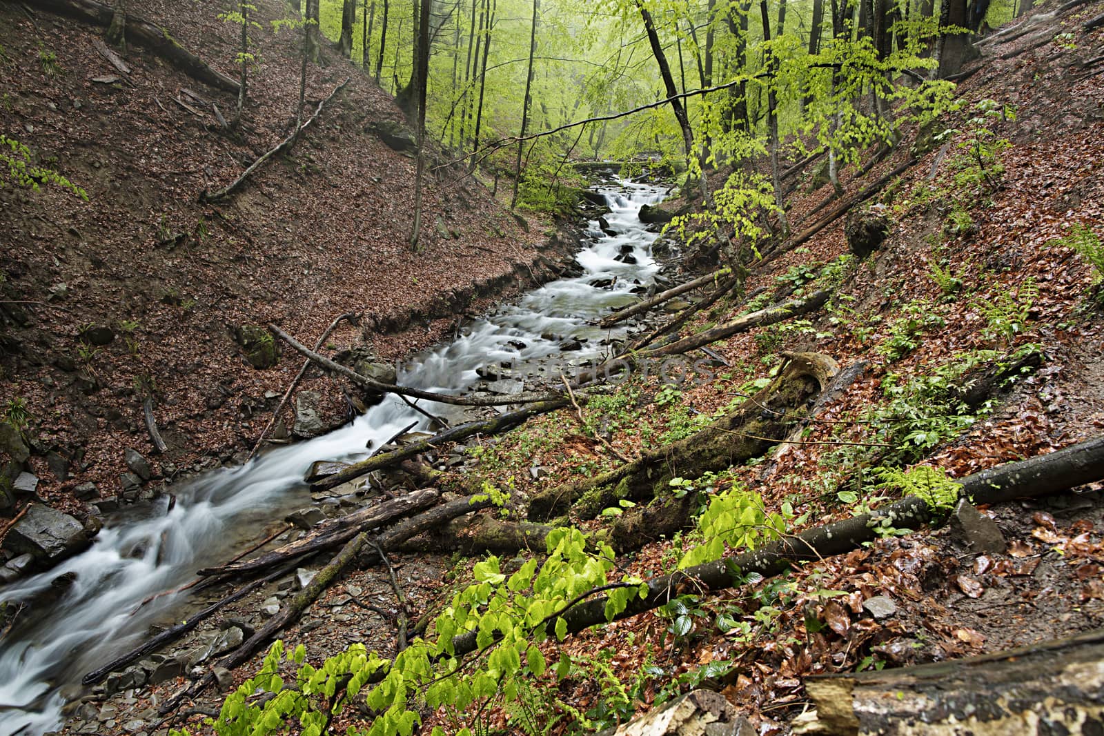 A swift mountain river flows between the hills in the wild, damp and mysterious Carpathian forest