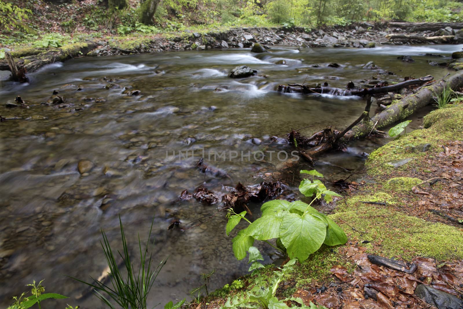 In the forest, at the water's edge, a small young plant grows on the shore of swift mountain river.