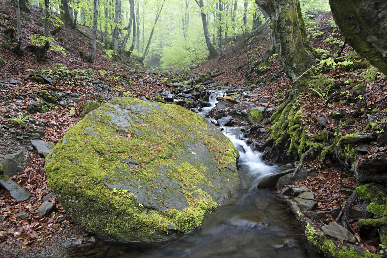In the damp forest lies a large boulder on the path of a mountainous rushing river. Carpathians. Ukraine