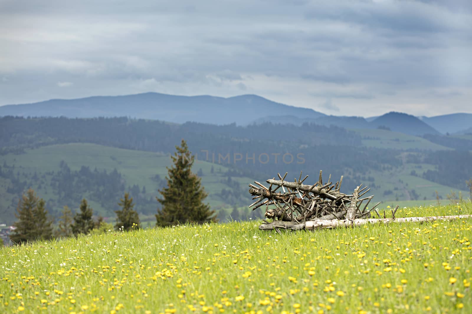 Dry old tree trunks are stacked on the green grass of a mountainous flowering slope against the backdrop of the Carpathian Mountains