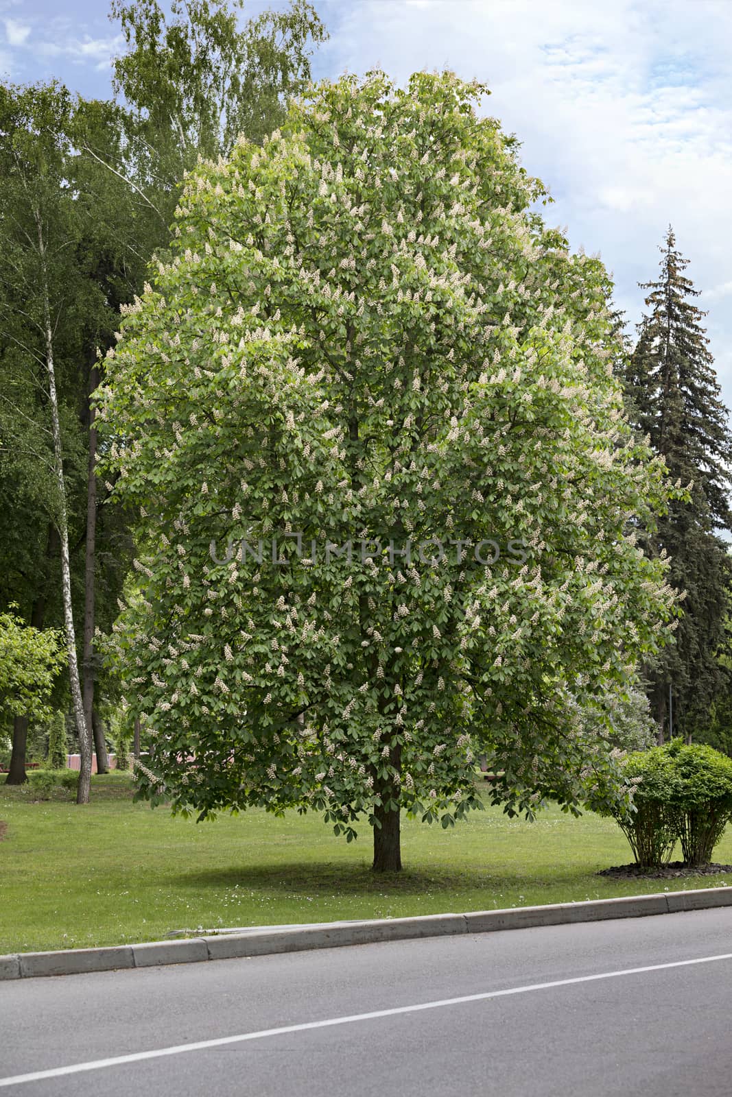 In the spring park near the road blossomed chestnut - a beautiful slender flowering tree