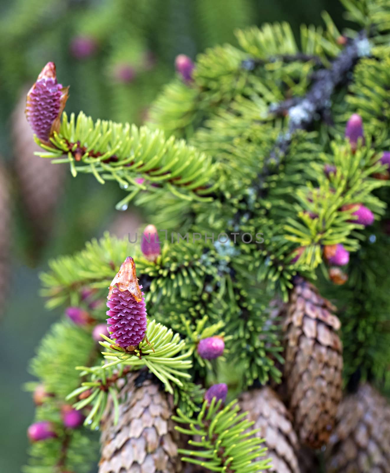 A young branch of spruce with coniferous cones, focused on one pink beautiful new cone against the background of old coniferous cones.