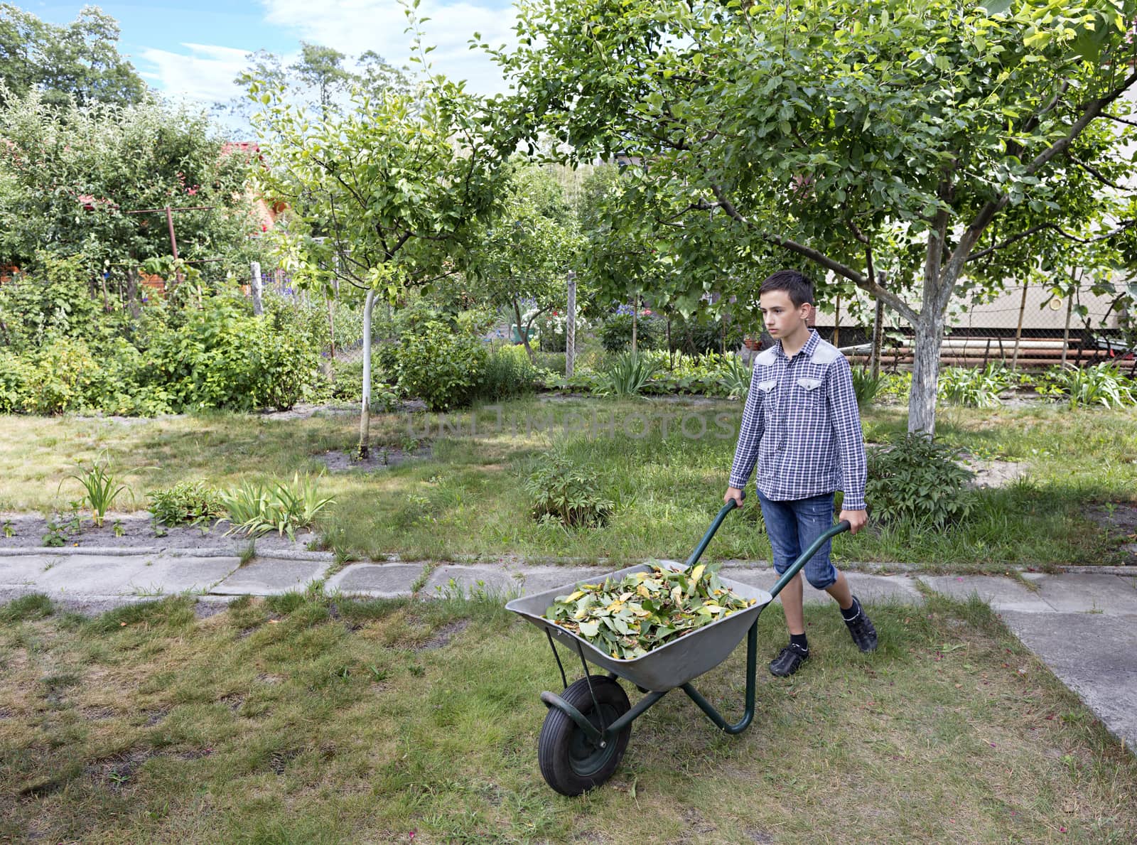 A young man takes away fallen leaves in the garden on a garden wheelbarrow