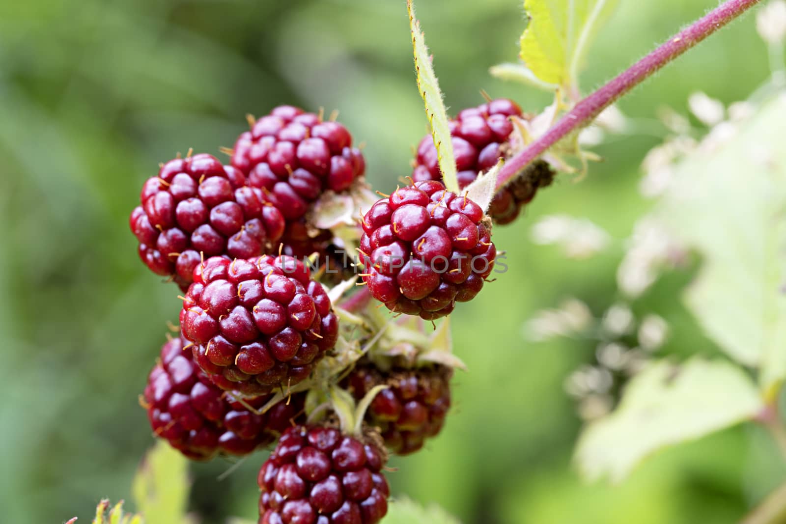 Branch of ripe red berries of blackberry close-up in a summer garden