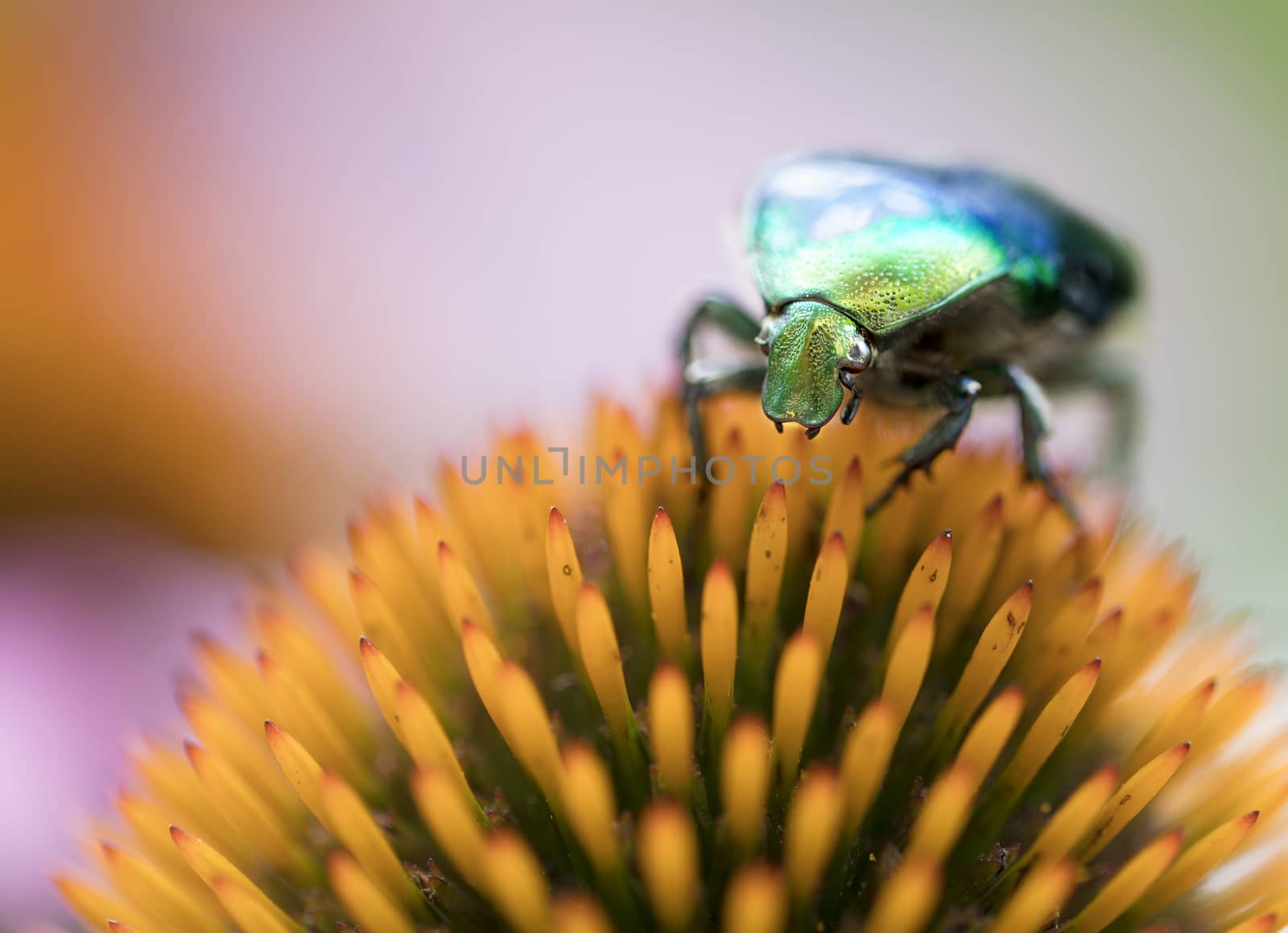 Shell of Bright green Chafer shines on orange flower of echinacea