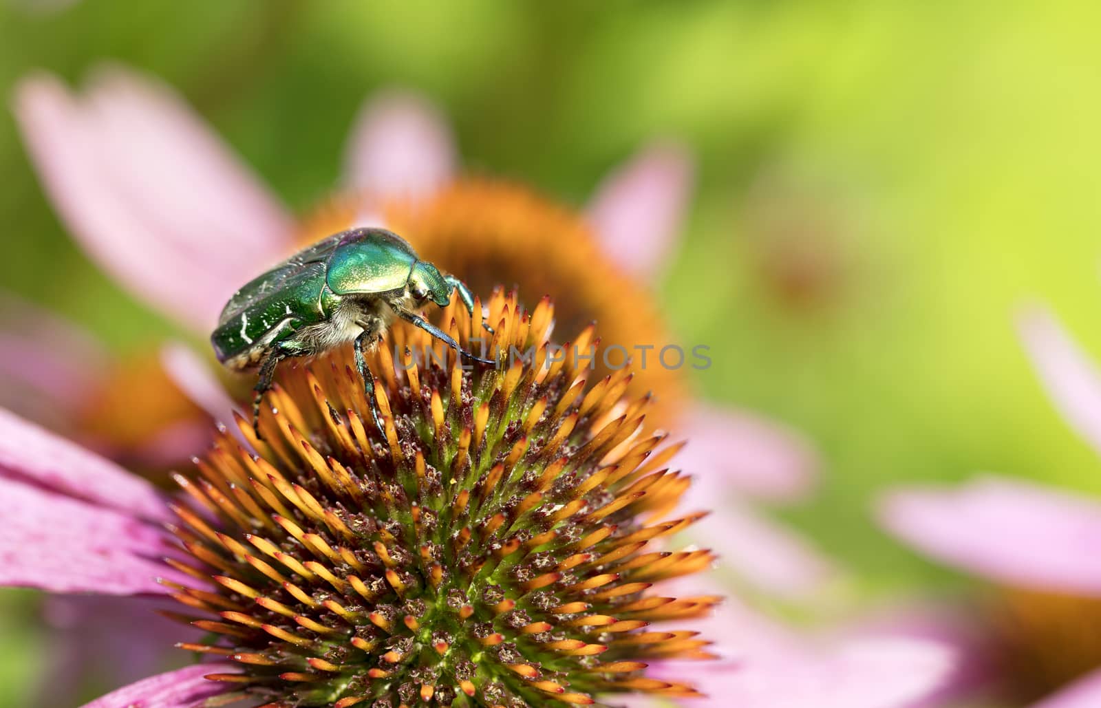 Chafer collects pollen on the flower of Echinacea