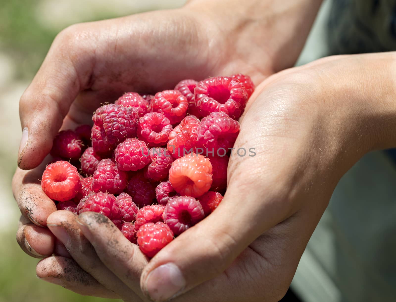 Handful of red ripe raspberries in hands close up in sunlight