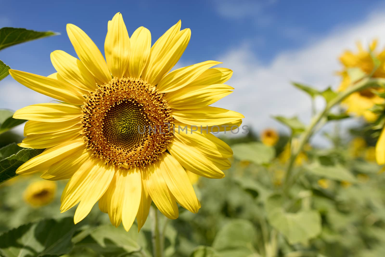 Large and bright blooming sunflower against the blue sky and green field