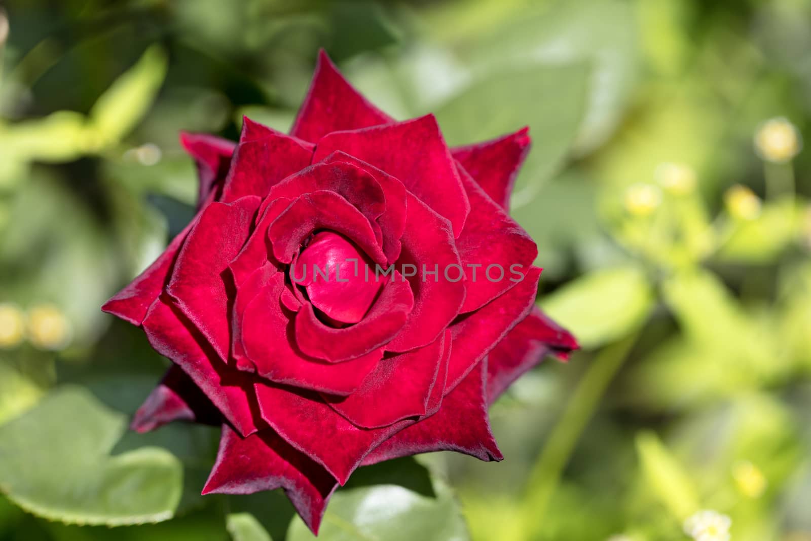 A blooming bright red rose flower on a green background