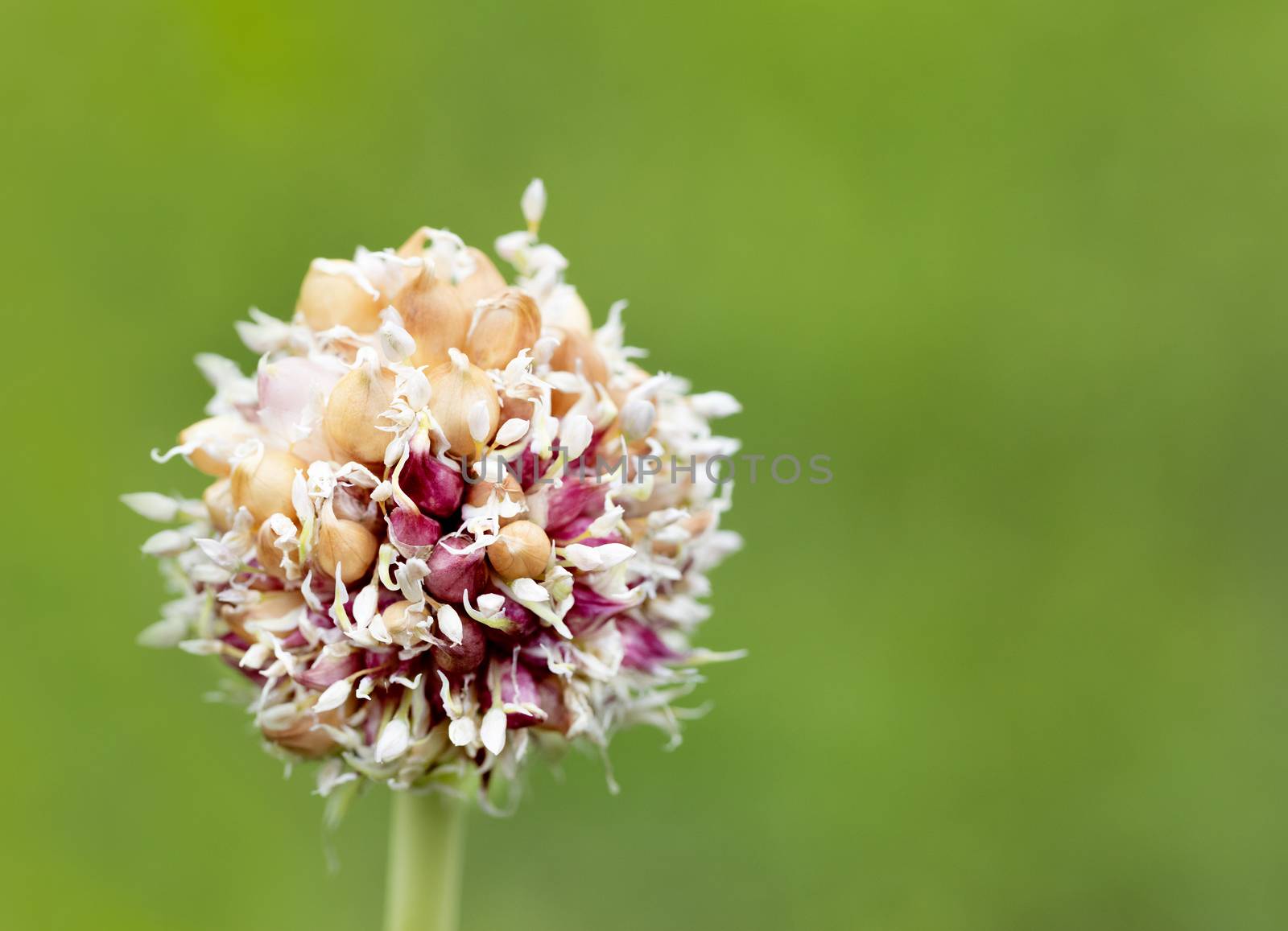 Young garlic stalk close-up with pink flowers seeds on natural green background.