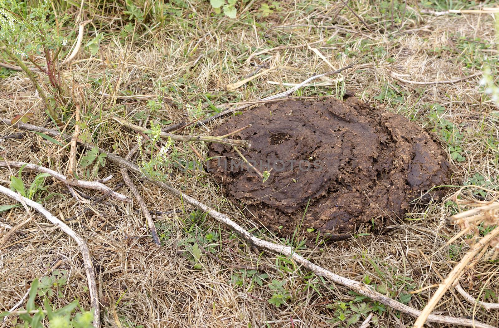 Dried cow dung on dry grass, compost, fertilizer close-up