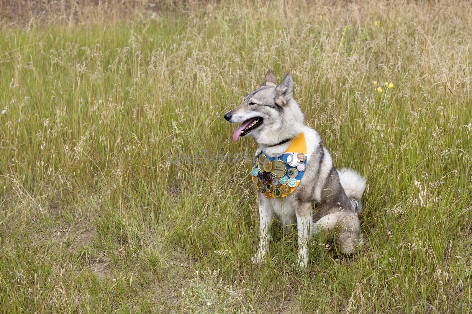 Hunting dog Siberian Laika sits on the grass with a premium belt on his chest by Sergii