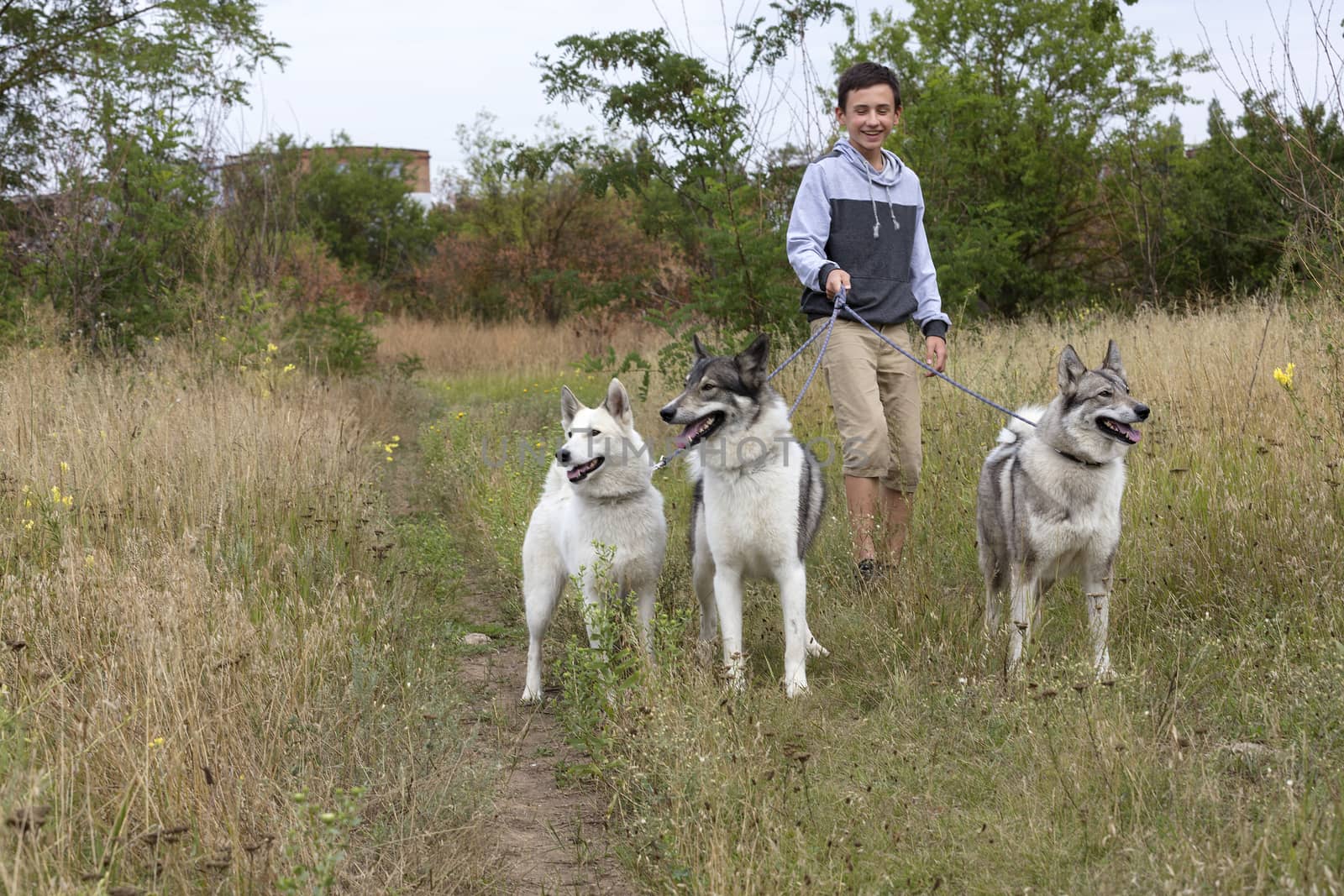 Three Hunting Dog Siberian Laika on leashes go for a walk. One dog is completely white, the second is black with white, the third is gray.